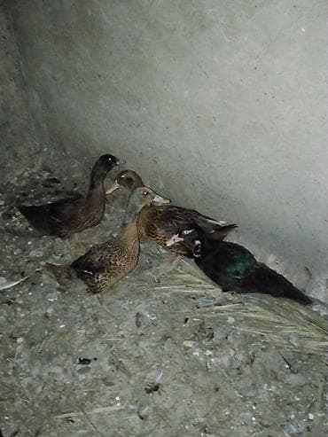 1 ana 2 bala lal ördek satılmır 3 ü 35 manat