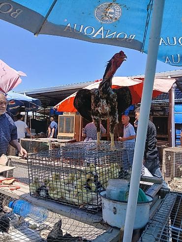 Kənd təsərrüfatı quşları: Satılır: Uzunboyun, güclü bədən quruluşlu döyüş tipli xoruz — 4