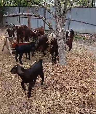 heyvan satisi: Məhsul: Keçi sürüsü (ana keçilər və balaları) Təsvir: - Şəkillərdə — 2