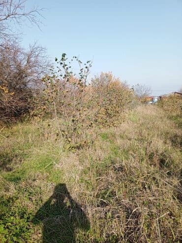 meronun arxasinda torpaq: 19 sot, Biznes üçün, Mülkiyyətçi, Bələdiyyə, Texniki pasport — 1