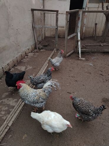 Gəmiricilər: Toyuq, Damazlıq — 4