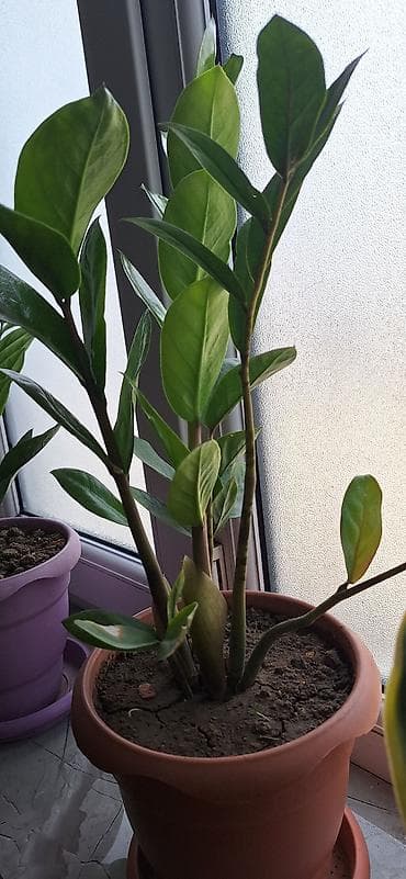 Zamioculcas zamiifolia (ZZ bitkisi) – otaq üçün dekorativ tropik