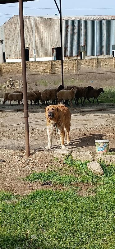 pitbull satışı: Qurdbasar, 1 il, Erkek, Peyvəndli, Pulsuz çatdırılma — 9