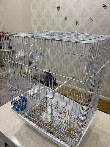 Heyvanlar üçün mallar: Məhsul: Budaqlı dalğalı tutuquşu (budgerigar, “xanımcıq”) Təsvir: - — 5