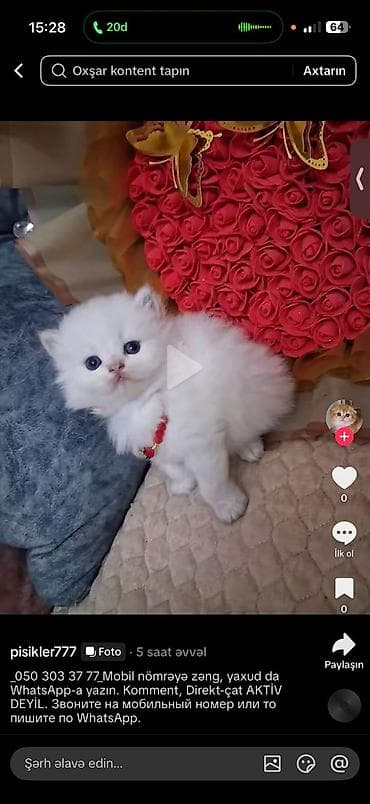 erkey danalar: Qızıl şinşilla, Erkək, Yaxşı əllərə, Ünvandan götürmə, Ödənişli çatdırılma — 2