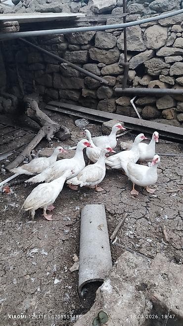 macar ördek: Lal ördəkləri 9 dənə Bakı şəhəri Nardaran qəsəbəsi istəyən olsa — 1