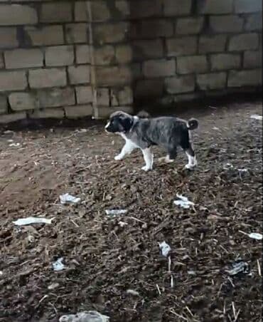 İtlər: Alabay, 1 ay, Erkek — 1