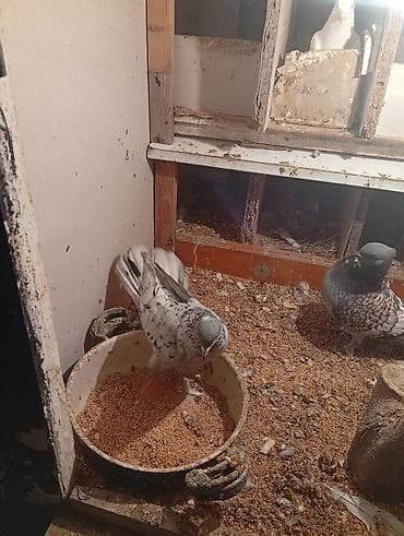 Птицы: Məhsul: Ev quşları – göyərçinlər (müxtəlif rəng və naxışlarda) — 5