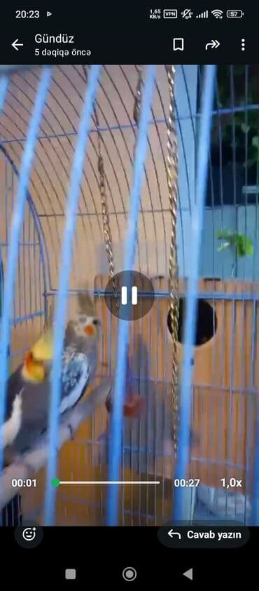 xamyak yuvası: Məhsul: Nimfa tutuquşları (cüt) Təsvir: - Kafesdə bir cüt nimfa — 2