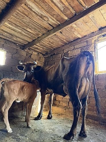 lumizin inek: 18 litir süd verir 10 gündü dogub balası dişdi 3 qarına dogub — 9
