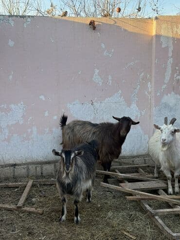 Mal-qara: 24 ədəd Keçi var 
Ərəb 
Dönmə və Yerli — 6