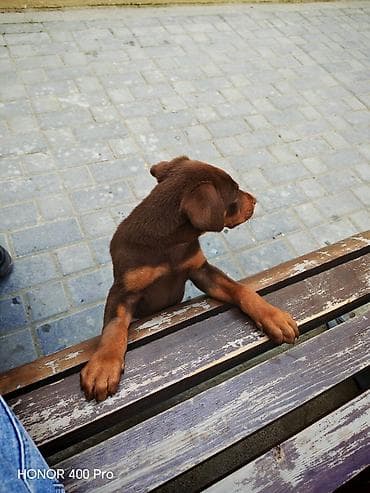 Quşlar: Saf qanlı balaca it balası – şokolad rəngli, qara-qəhvəyi tünd — 3