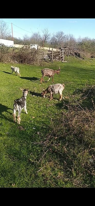 toyuq ucuz qiymete: Salam heyvanlar sağlamdır biri 160 manata fikiri ciddi olan zəng edə — 3