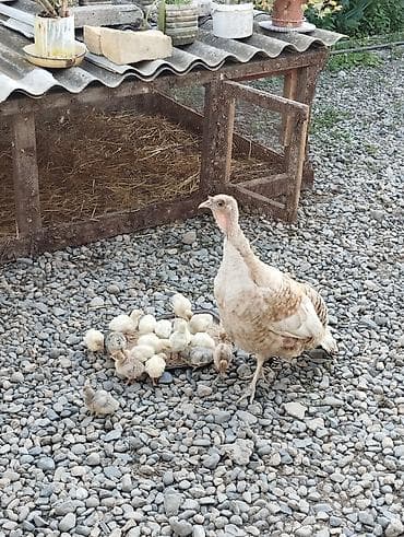 robot itin qiymeti: Hind quwu satilir temiz saglam damazliq ana -balalari ile birlikde — 4
