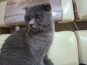 pişik yem: Şotland yastı qulaq — 4