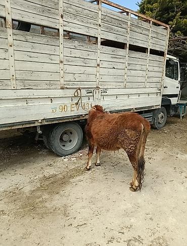 mal bazarı: Dana, buzov — 3