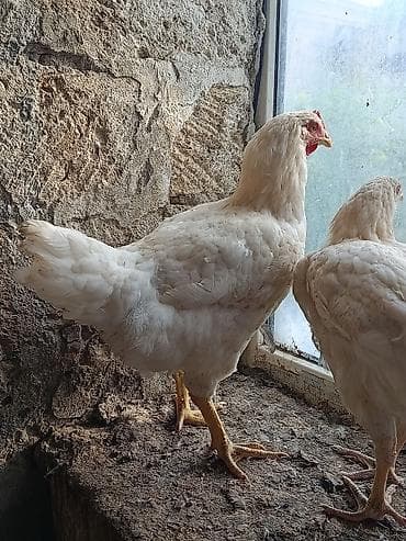 cins at: Toyuq, Damazlıq, Ünvandan götürmə — 3