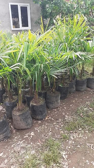 mixek gulunun adi: Palma agaclari satilir — 3