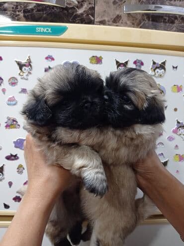 купить собаку пекинес: Pekines — 1