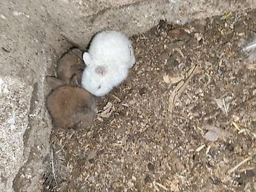 ağ dovşan: Karlik bala dovşanlar bala dovşanlar satılır dovşanlar dovşan — 4