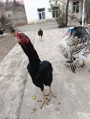 kanada sortu hinduska: Aseel tipli döyüşçi xoruz - Cins: Aseel tipli, hündürboy, uzun — 1