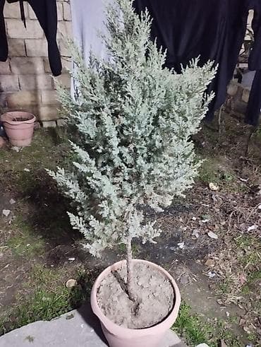 ilan baligi satisi: Saksıda ardıc (Juniperus) dekorativ iynəyarpaq bitki. - Bitki tipi — 2