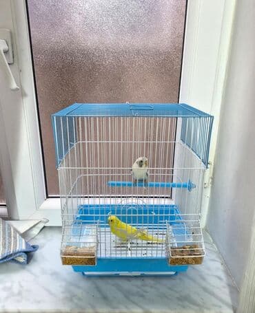 Popuqay 2 eded Dünen alinib. Qefeside yenidir Uşaq ders oxumadigi