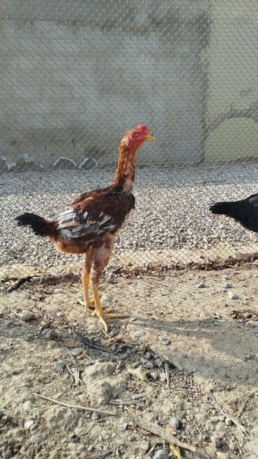 en cox yumurta veren toyuqlar: Xoruz, il: <1 — 1