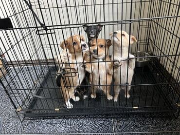 ağ xasqi: Çixuahua — 1