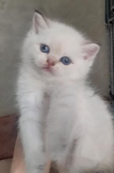 sort pisik: Qızıl şinşilla, Erkək, Yaxşı əllərə, Ünvandan götürmə, Ödənişli çatdırılma — 4