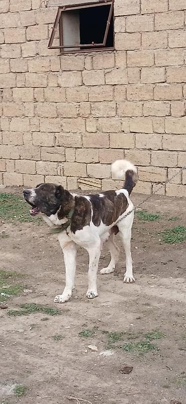 barter itlə: Qurdbasar, 4 il, Dişi — 7