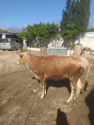 Mal-qara: Dana, buzov — 7