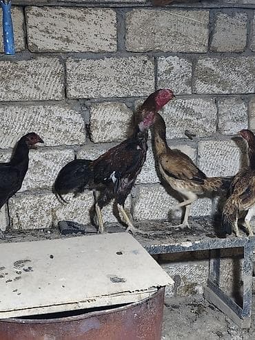 qarğa balası satılır: Toyuq cücələri, Damazlıq — 3