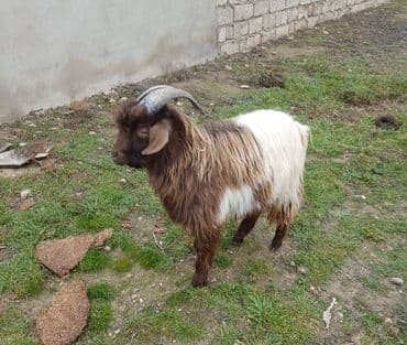 Inəklər, öküzlər: Quzu qurbanlig erkey 46kq 410azn Sariag cepiw erkey 25kq 220azn Qara — 2