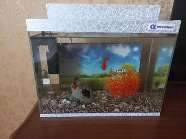 Птицы: Akvaryum dəsti – Artvarium - Şüşə akvaryum, üst və alt dekorativ — 2