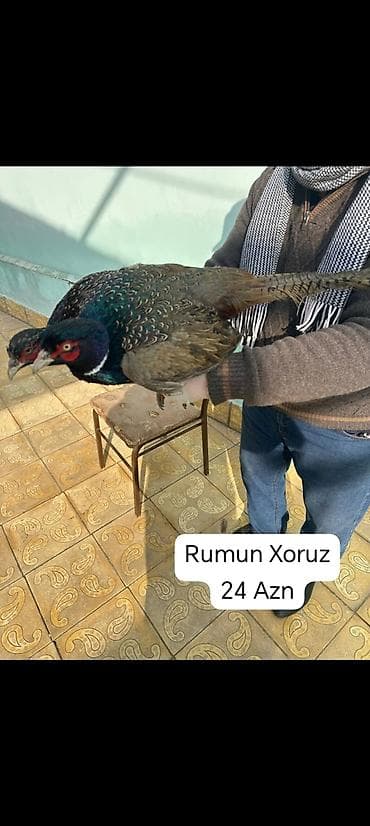 it qiz: -Zümrüdü Qırqovul - cütü 80 m -Gümüşü Qırqovul - cütü 110 m -Ağ — 9