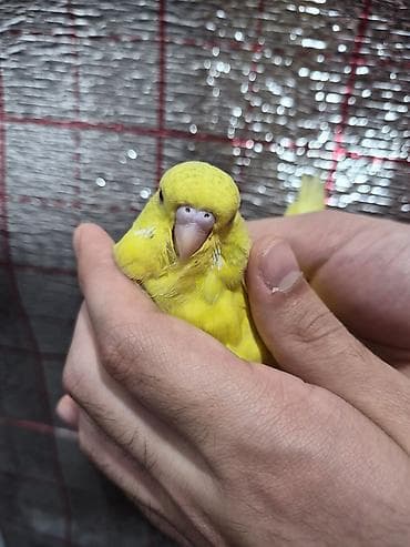 Öz quşlarımın balasıdır təzə yemə düşüb ələ öyrətmək üçün çox gözəl — 4