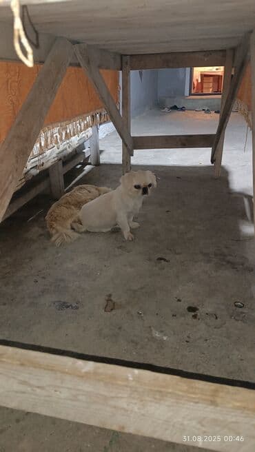 etibarli elere verilir: Pekines, 2 il, Erkek, Peyvəndli, Ünvandan götürmə — 3