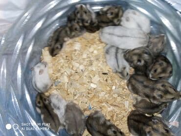 xamak: Cunqariklar əl siçanı ev xamyakları dünyada ən balaca və dişləməyən — 2