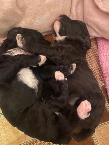 itlerin sekisi: Pudel — 2