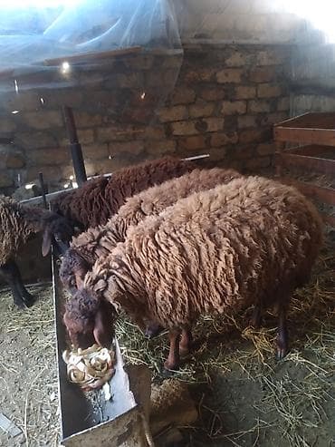 Коровы, быки: Qoyunlar – yerli cins, qəhvəyi rəngli, uzun və qalın yunlu — 1