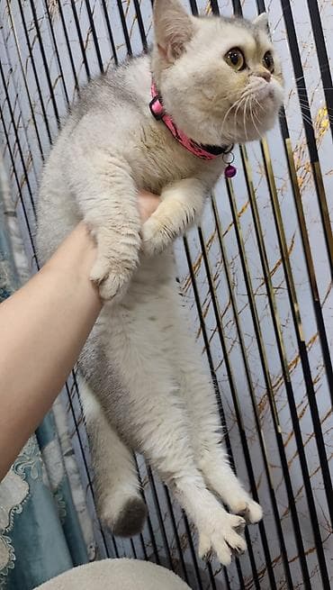 it pişik: Şinşilla — 2