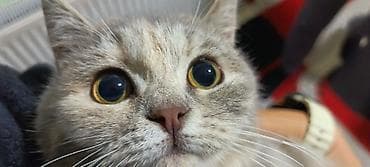 cins pişikler: Britan, Dişi, Yaxşı əllərə — 5