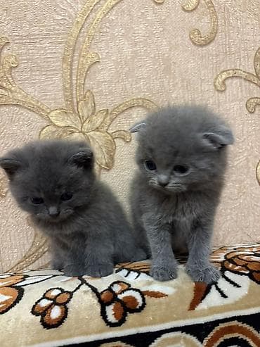 böyüməyən pişiklər: Şotland — 5