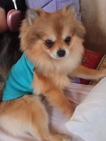 Şpitz, 1 il, Erkek, Sənədli, Ünvandan götürmə lalafo.az -da Şpitz, 1 il, Erkek, Sənədli, Ünvandan götürmə