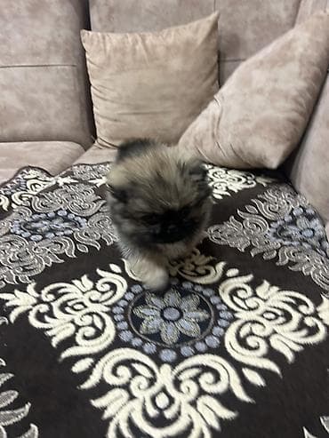 kanqal balası: Pekines, 2 ay, Dişi, Peyvəndli, Ünvandan götürmə, Ödənişli çatdırılma — 2