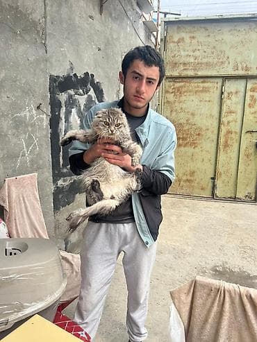 Şotland yastı qulaq