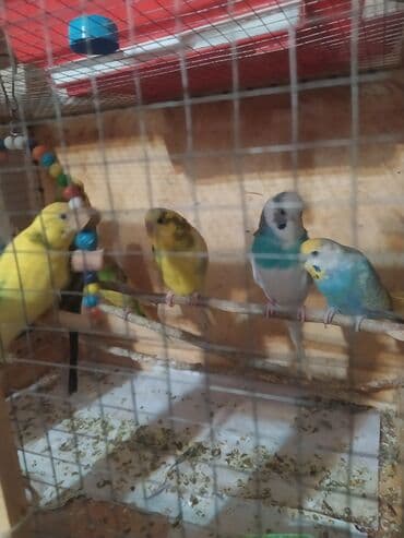 Птицы: Tutuquşular müxtəlif rənglərdə mövcuddur və ev heyvanı kimi saxlamaq — 5