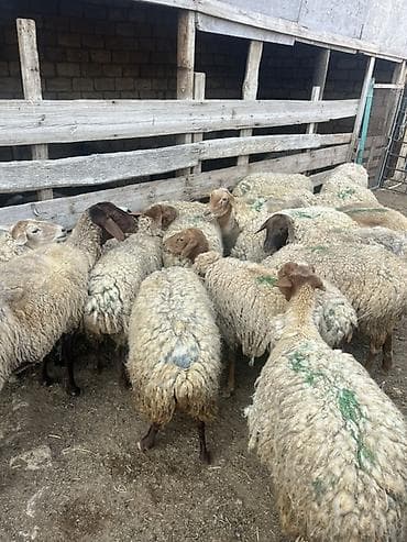 satiliq itler: Satlıq qoyun sürüsü - Növ: qarışıq yerli cinslər (açıq və tünd başlı — 3