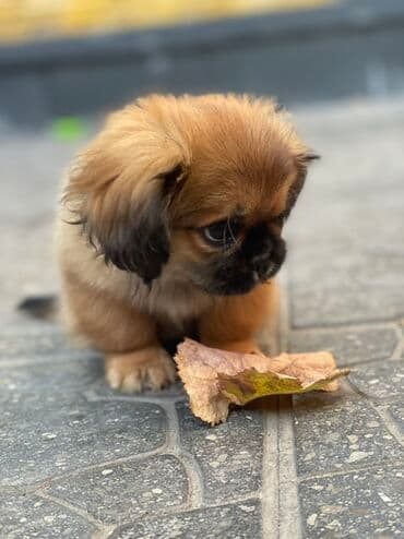 doberman itləri: Pekines — 3